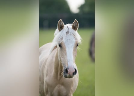 Poni alemán, Yegua, 1 año, 148 cm, Dunalino (Cervuno x Palomino)