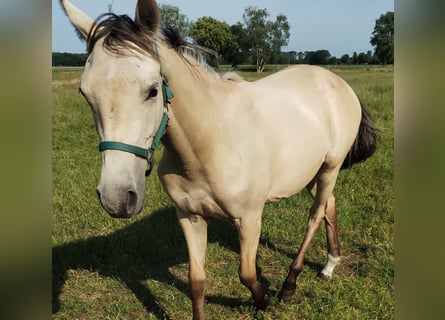 Poni alemán, Yegua, 1 año, 155 cm, Buckskin/Bayo