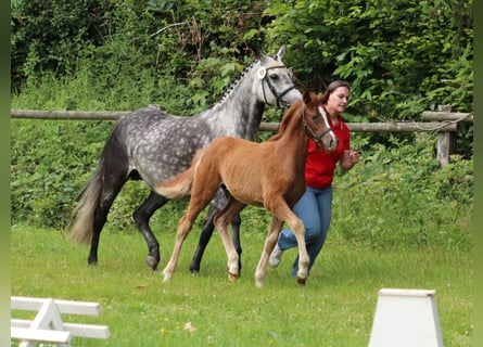 Poni alemán, Yegua, 1 año, Alazán