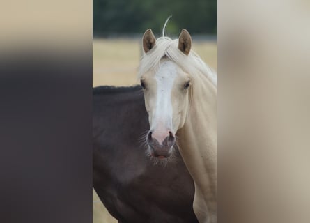 Poni alemán, Yegua, 1 año, Palomino