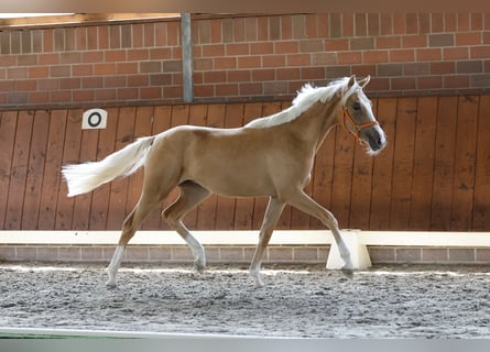 Poni alemán, Yegua, 1 año, Palomino