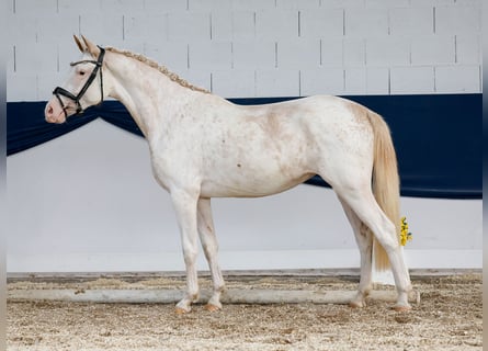 Poni alemán, Yegua, 2 años, 148 cm, Alazán