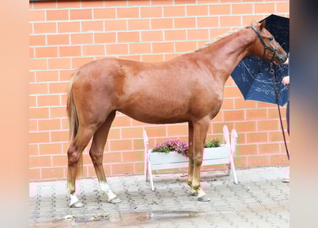 Poni alemán, Yegua, 3 años, 136 cm, Alazán-tostado