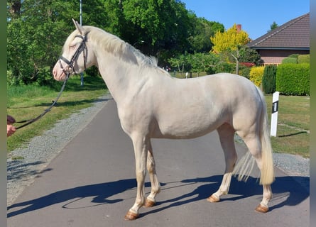 Poni alemán, Yegua, 3 años, 140 cm, Cremello