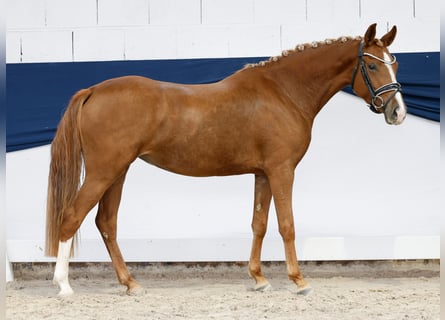 Poni alemán, Yegua, 3 años, 142 cm, Alazán
