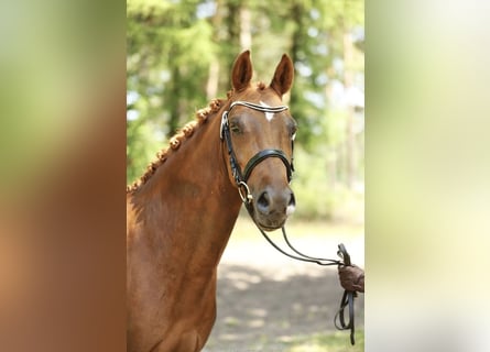 Poni alemán, Yegua, 3 años, 143 cm, Alazán-tostado