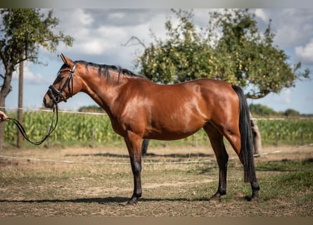 Poni alemán, Yegua, 3 años, 145 cm, Castaño