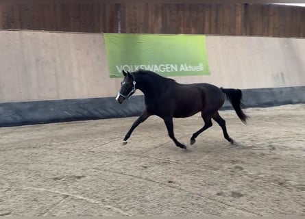 Poni alemán, Yegua, 3 años, 145 cm, Castaño oscuro