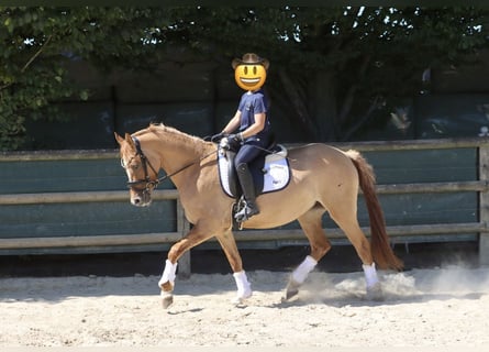 Poni alemán, Yegua, 3 años, 146 cm, Alazán
