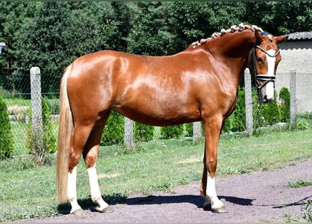 Poni alemán, Yegua, 3 años, 147 cm, Alazán