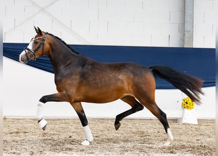 Poni alemán, Yegua, 3 años, 147 cm, Castaño