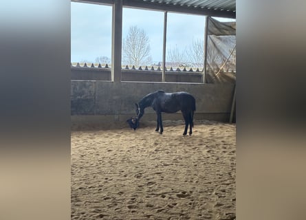 Poni alemán, Yegua, 3 años, 147 cm, Castaño oscuro