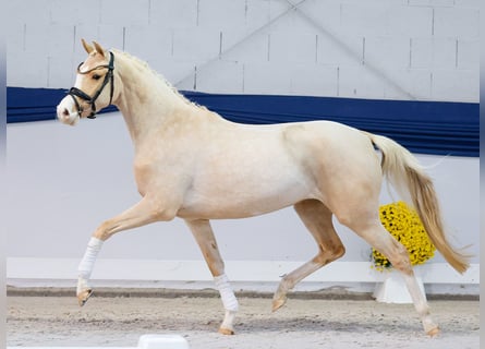 Poni alemán, Yegua, 3 años, 147 cm, Palomino