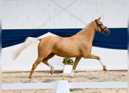 Poni alemán, Yegua, 3 años, 147 cm, Palomino