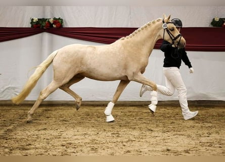 Poni alemán, Yegua, 3 años, 147 cm, Palomino