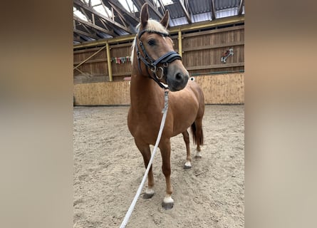 Poni alemán Mestizo, Yegua, 3 años, 148 cm, Alazán