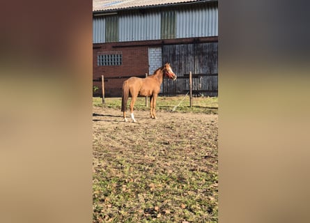 Poni alemán, Yegua, 3 años, 148 cm, Alazán-tostado
