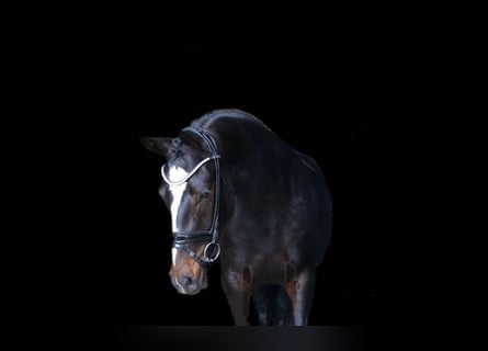 Poni alemán, Yegua, 3 años, 148 cm, Castaño oscuro