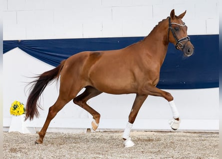 Poni alemán, Yegua, 3 años, 149 cm, Alazán