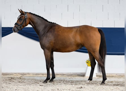 Poni alemán, Yegua, 3 años, 153 cm, Castaño