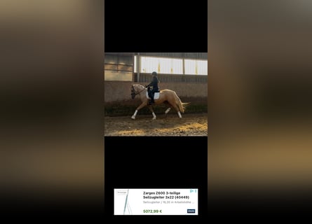Poni alemán, Yegua, 3 años, 156 cm, Palomino