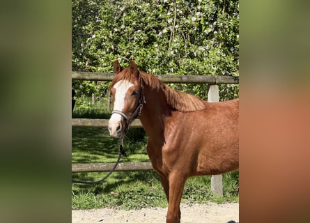 Poni alemán, Yegua, 3 años, Alazán
