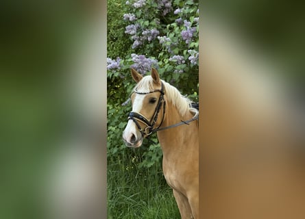 Poni alemán, Yegua, 4 años, 141 cm, Palomino