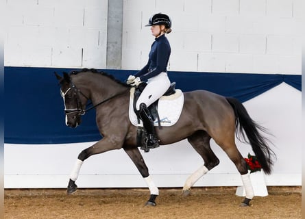 Poni alemán, Yegua, 4 años, 144 cm, Negro