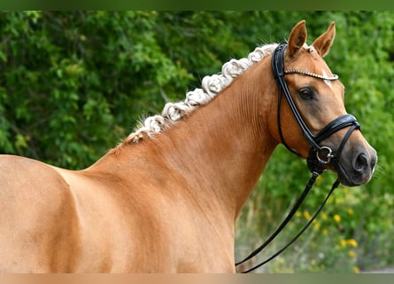 Poni alemán, Yegua, 4 años, 145 cm, Palomino
