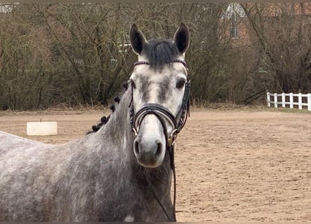 Poni alemán, Yegua, 4 años, 145 cm, Tordo