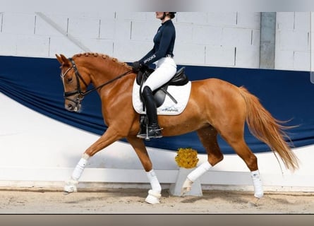 Poni alemán, Yegua, 4 años, 146 cm, Alazán