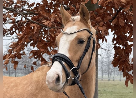 Poni alemán, Yegua, 4 años, 146 cm, Palomino