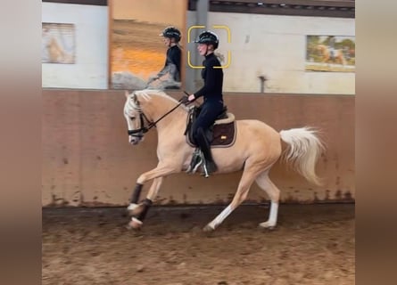 Poni alemán, Yegua, 4 años, 147 cm, Palomino