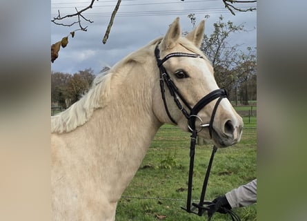 Poni alemán, Yegua, 4 años, 148 cm, Palomino