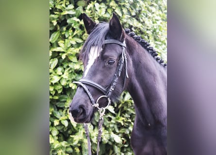 Poni alemán, Yegua, 4 años, Negro