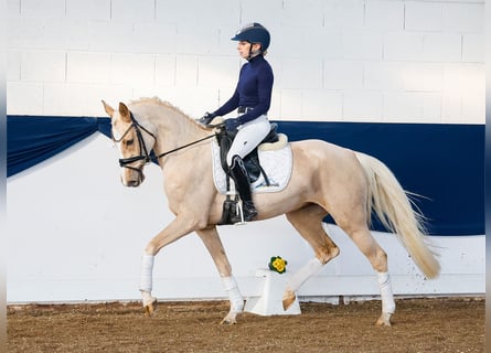 Poni alemán, Yegua, 4 años, Palomino