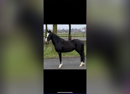 Poni alemán, Yegua, 5 años, 138 cm, Negro