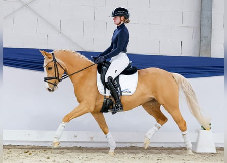 Poni alemán, Yegua, 5 años, 142 cm, Palomino