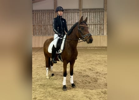 Poni alemán, Yegua, 5 años, 146 cm, Castaño