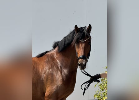 Poni alemán, Yegua, 5 años, 146 cm, Castaño