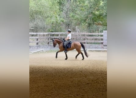 Poni alemán, Yegua, 5 años, 147 cm, Castaño rojizo