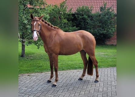 Poni alemán, Yegua, 5 años, 148 cm, Alazán