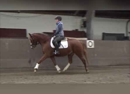 Poni alemán, Yegua, 5 años, 148 cm, Alazán