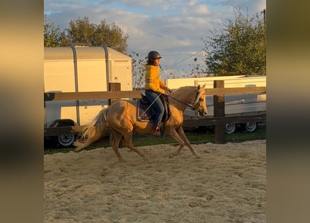 Poni alemán, Yegua, 5 años, 148 cm, Champán