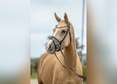 Poni alemán, Yegua, 5 años, 150 cm, Palomino