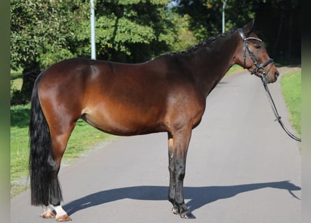 Poni alemán, Yegua, 6 años, 142 cm, Castaño oscuro