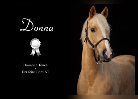 Poni alemán, Yegua, 6 años, 145 cm, Palomino