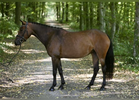 Poni alemán, Yegua, 6 años, 147 cm, Castaño