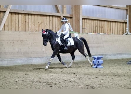 Poni alemán, Yegua, 6 años, 147 cm, Negro