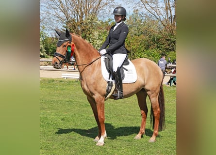 Poni alemán, Yegua, 6 años, 148 cm, Bayo